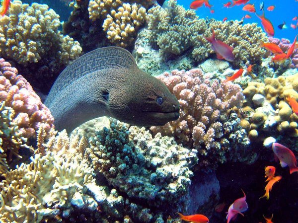 Черноточечная мурена