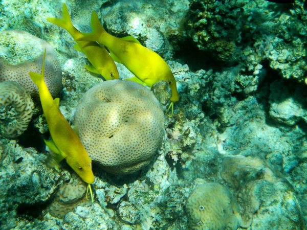 Золотистая зубатая барабуля