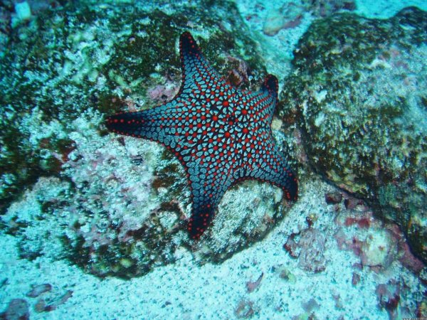 Солястер морская звезда
