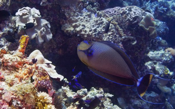 Рыбы Адриатического моря