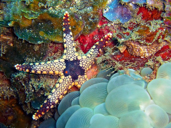 Морская звезда Lunckia Columbiae