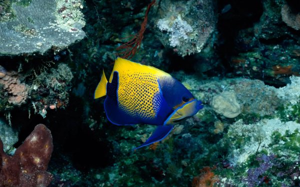 Центропиг сине-желтый