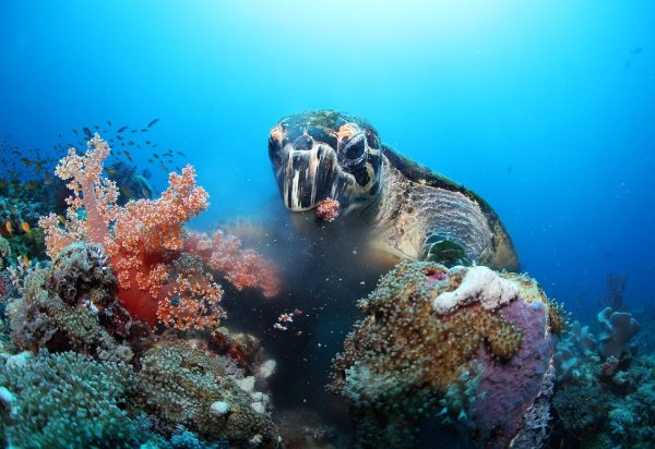 Море подводный мир