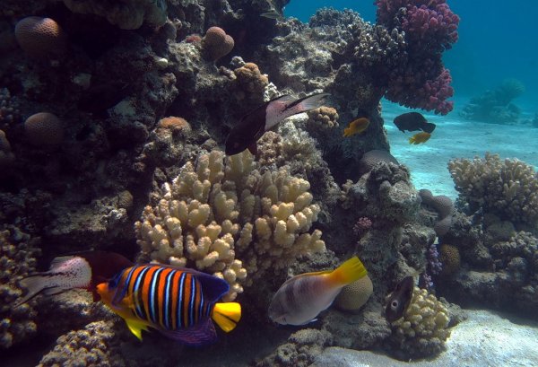 Морские рифы Египет