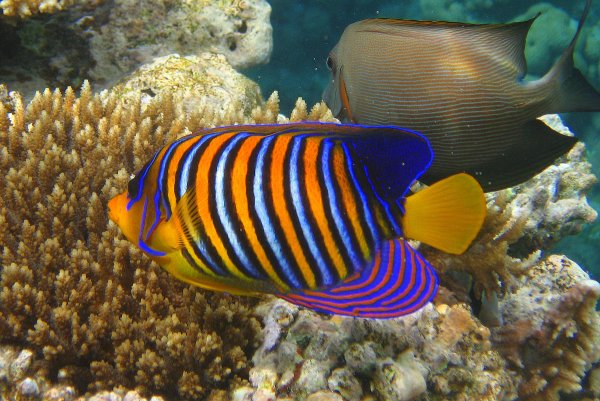 Черепаший риф Мальдивы