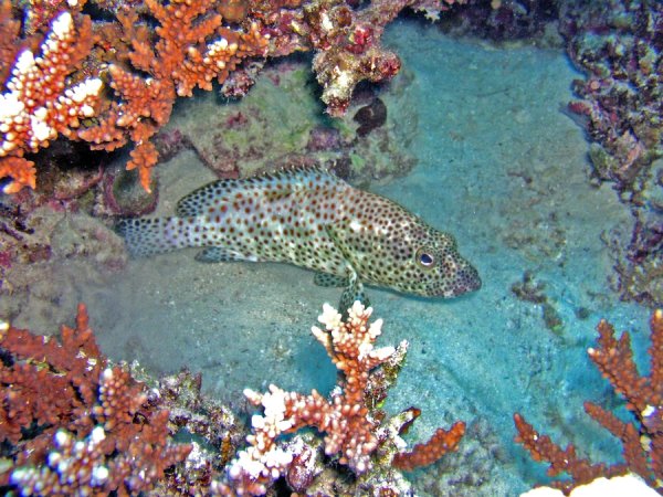 Подводный мир красного моря