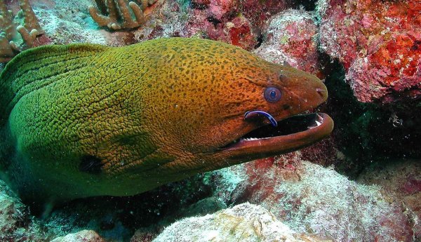 Тёмный спинорог