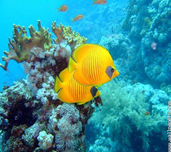 Синяя морская звезда Linckia laevigata