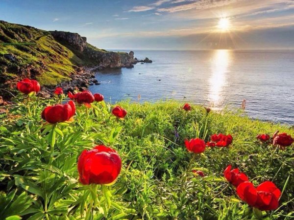 Маки на берегу моря