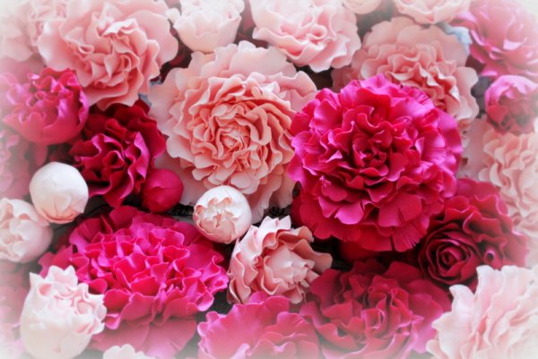 Пионы море пионов