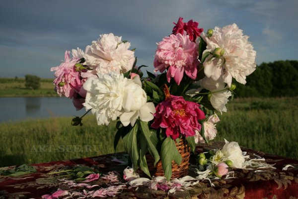 Пионы Завидово