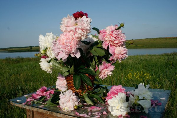 Пионы в природе