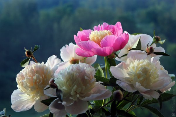 Эми Каспар пионы