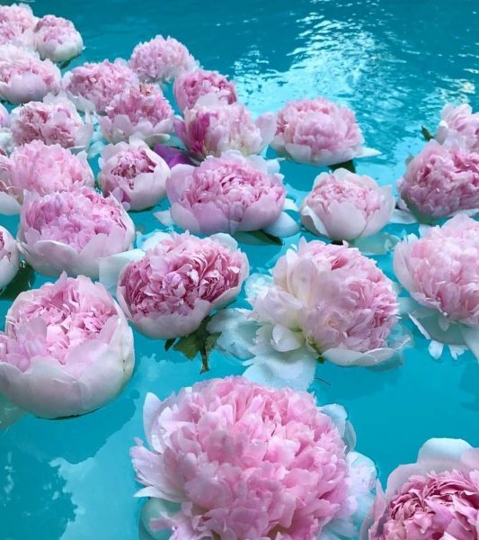 Море пионов