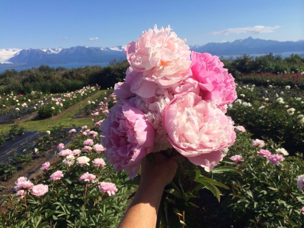 Пионы ботсад МГУ