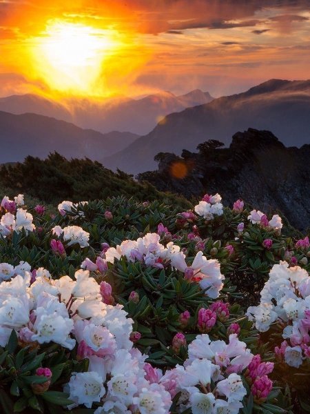 Крымский горный шиповник