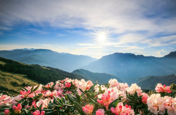 Пионы и море