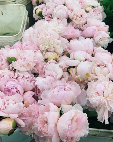 Пионы в природе