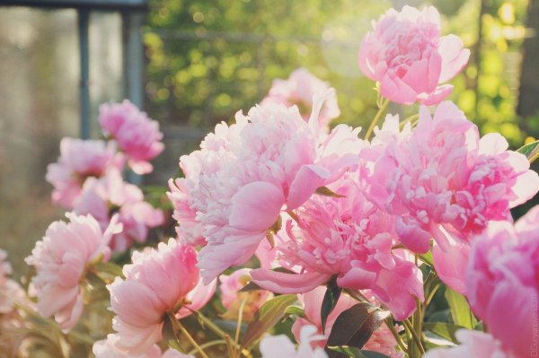 Пионы букет Блэр