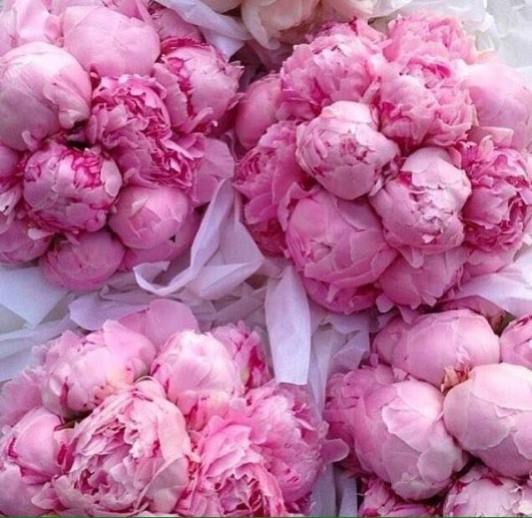 Нежный морской букет цветов