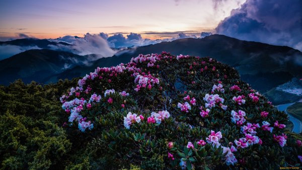 Обложка для ВК пионы