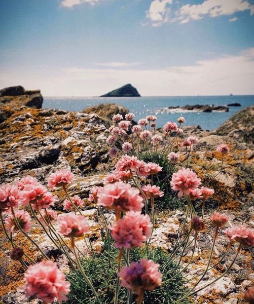 Море горы цветы