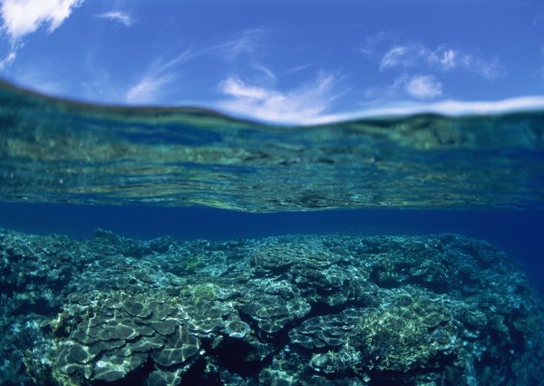 Водоросль ночесветка черное море
