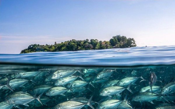 Рыбы в прозрачной воде