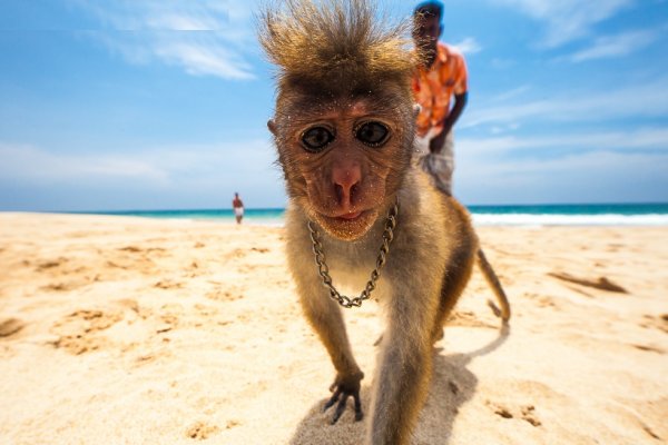 Обезьяна на пляже