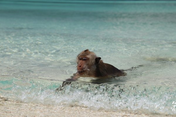 Обезьянка на море