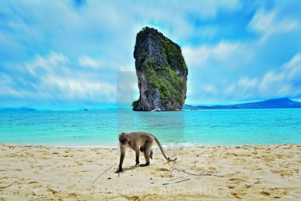 Мартышка на пляже