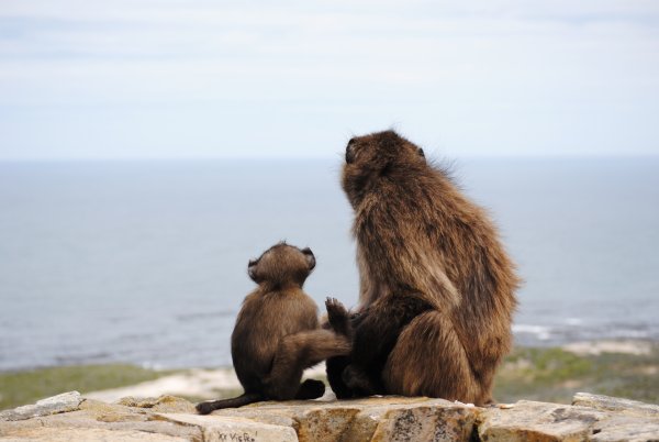 Мыс доброй надежды обезьяны