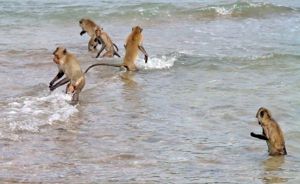 Мартышка на пляже