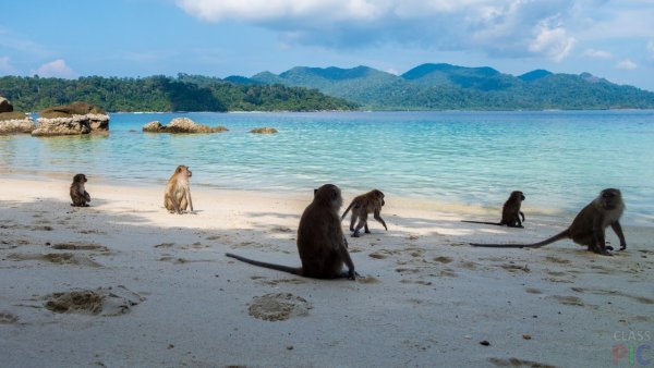 Шри Ланка обезьяны