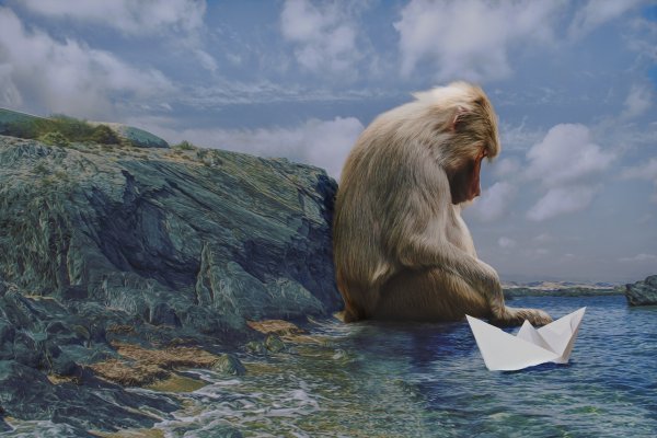 Обезьяна на море