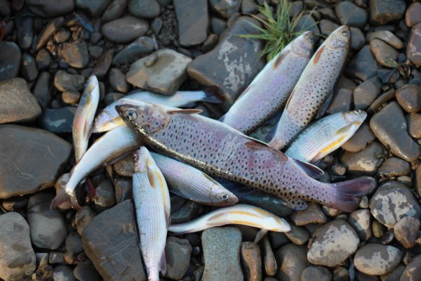 Голец Охотское море