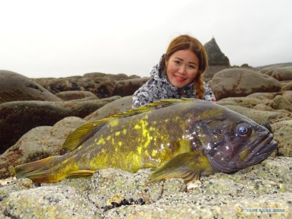 Рыба толстощек Охотское море