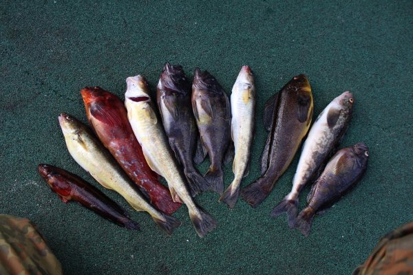 Морская рыбалка Охотское море