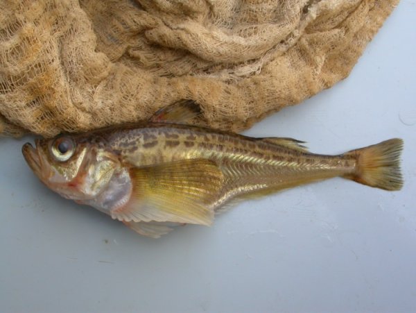 Рыбы Охотского моря