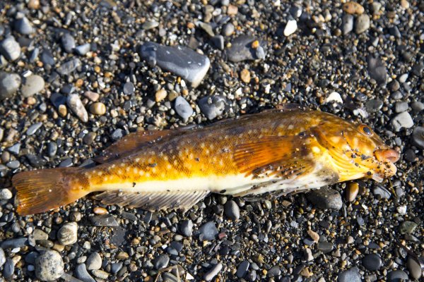 Рыба бычок Охотское море