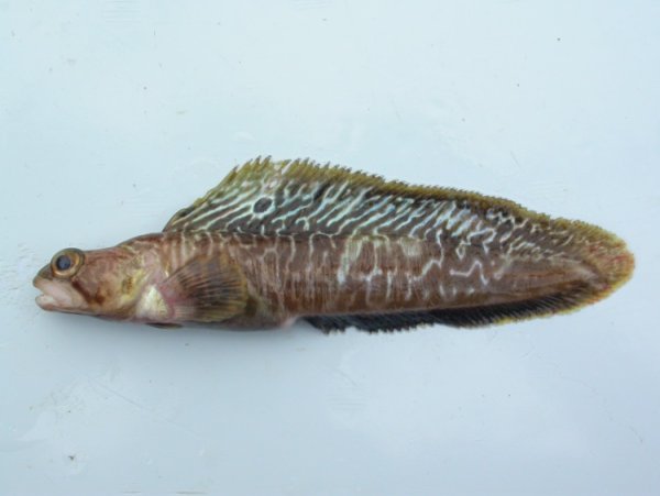 Рыбы Охотского моря