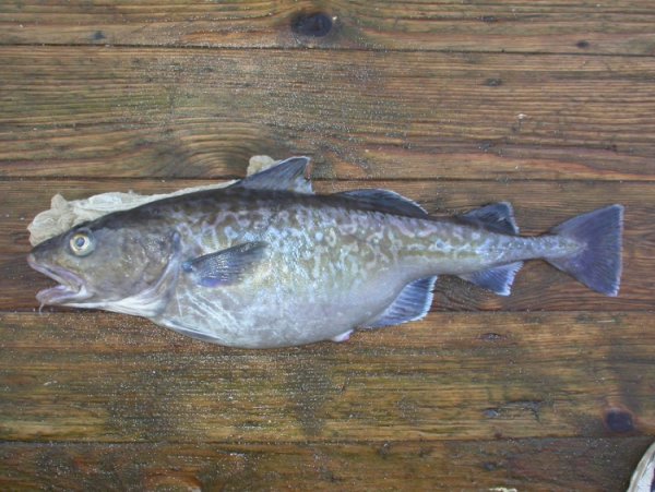 Рыбы Охотского моря