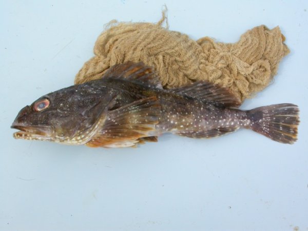 Морской ёрш Охотское море