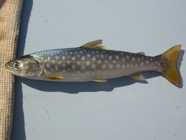 Рыбы Охотского моря