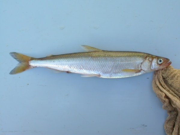 Промысловые рыбы лхотскогоморя