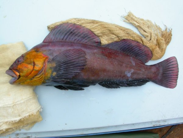 Терпуг Охотское море