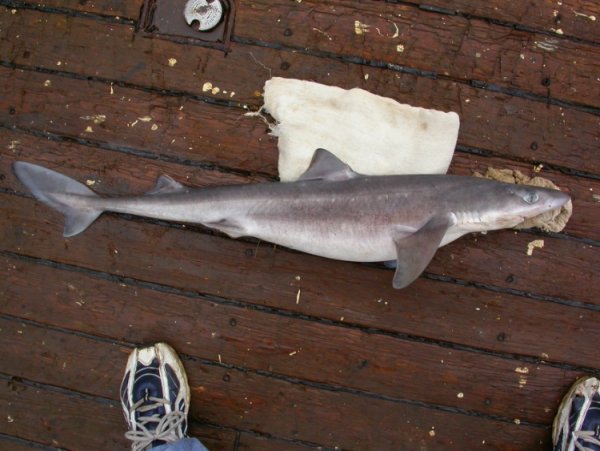 Промысловые рыбы Охотского моря