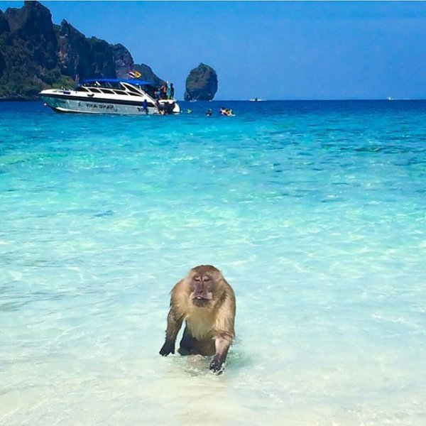 Пляж обезьян на Пхи Пхи