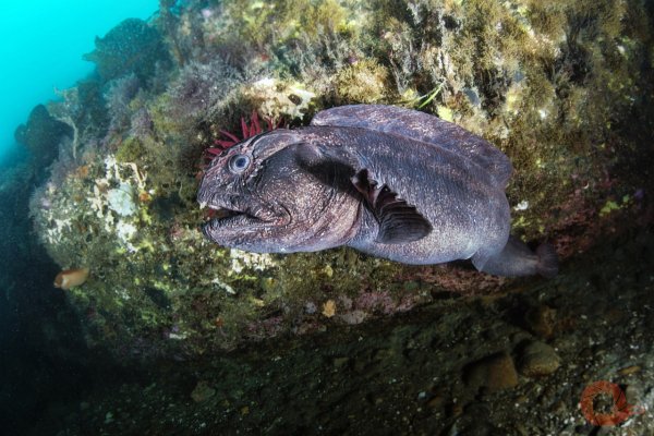 Зубатка Приморская