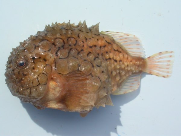 Рыбы Охотского моря